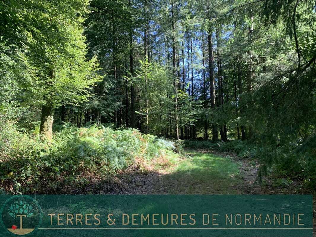 Dans le CALVADOS, secteur de VIRE (14500) A vendre bois de 3ha 69 a d'un seul tenant - photo 17