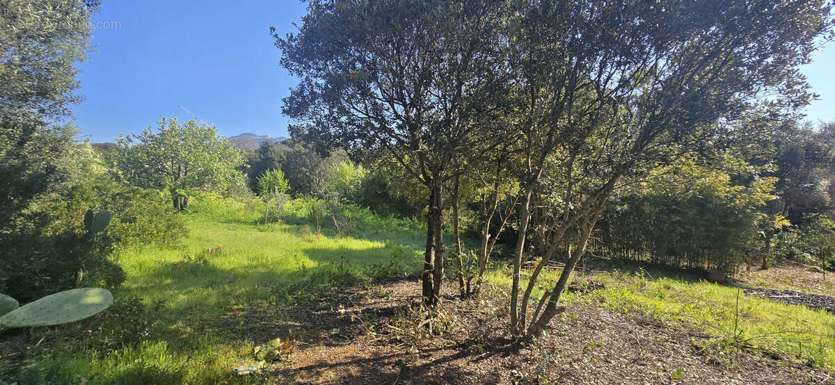 Terrain à OLMETO