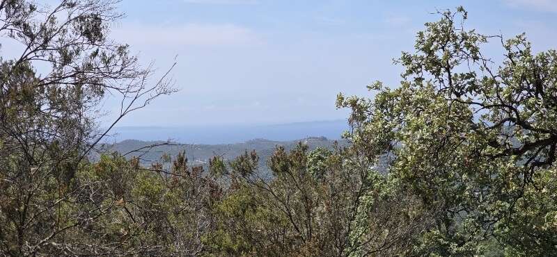 Terrain à BORMES-LES-MIMOSAS