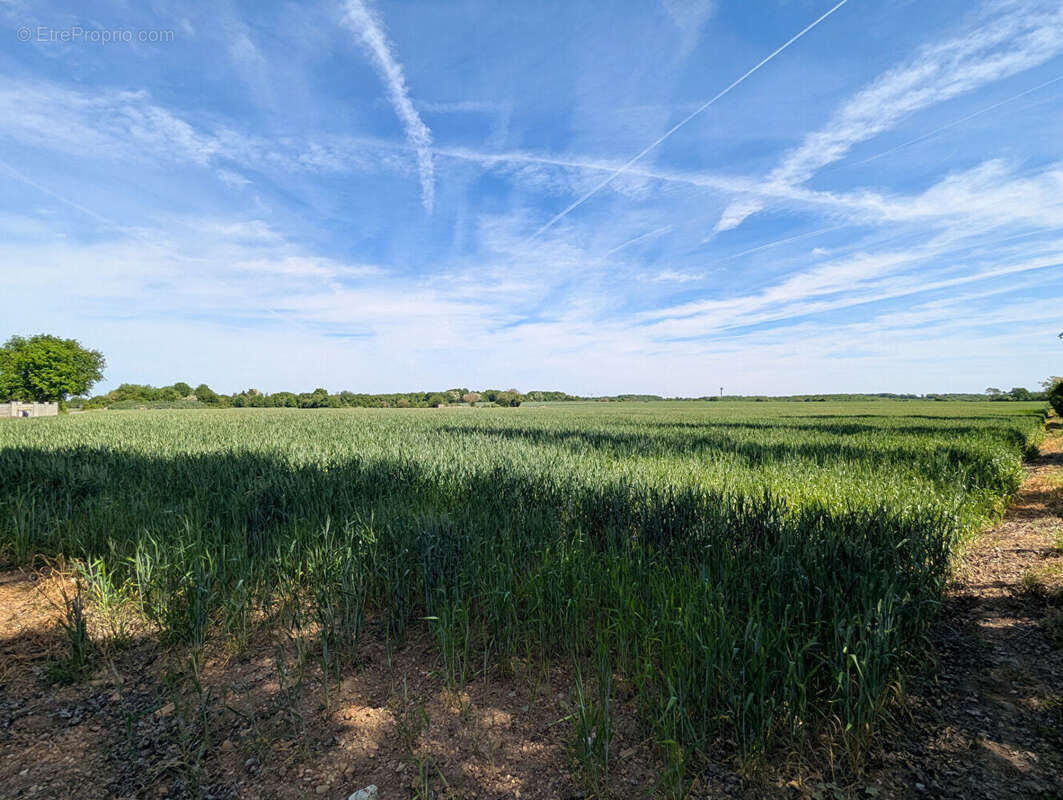 Terrain à CHAUVIGNY