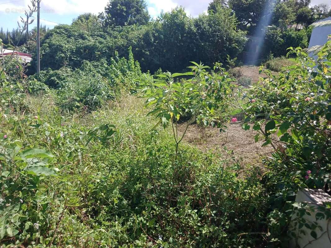 Terrain à LES TROIS-BASSINS