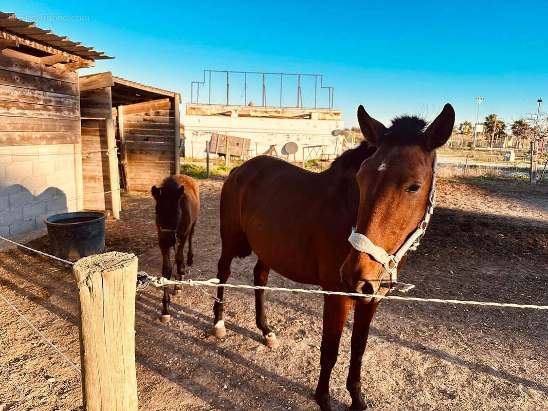 Commerce à TORREILLES