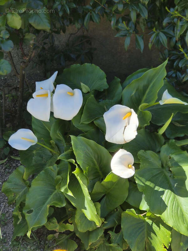 Maison à PLAN-DE-LA-TOUR