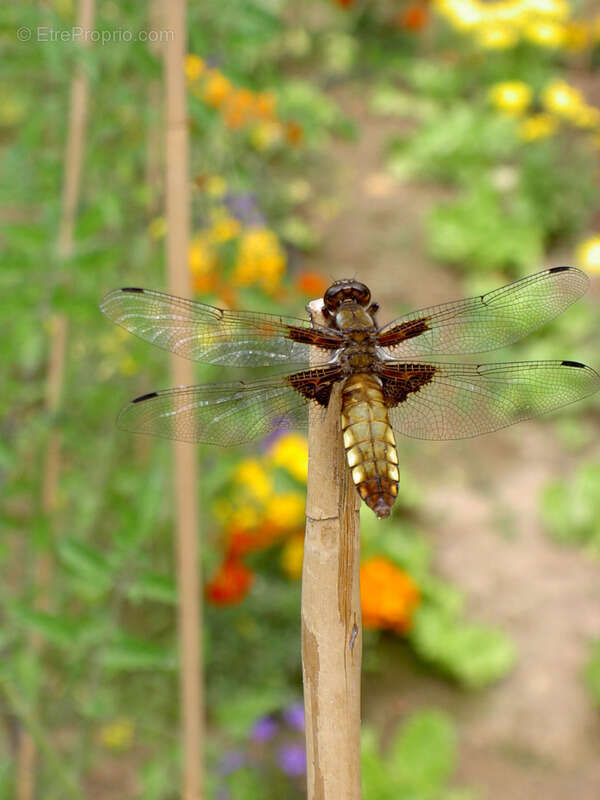 Maison à MONTIGNY-LE-BRETONNEUX
