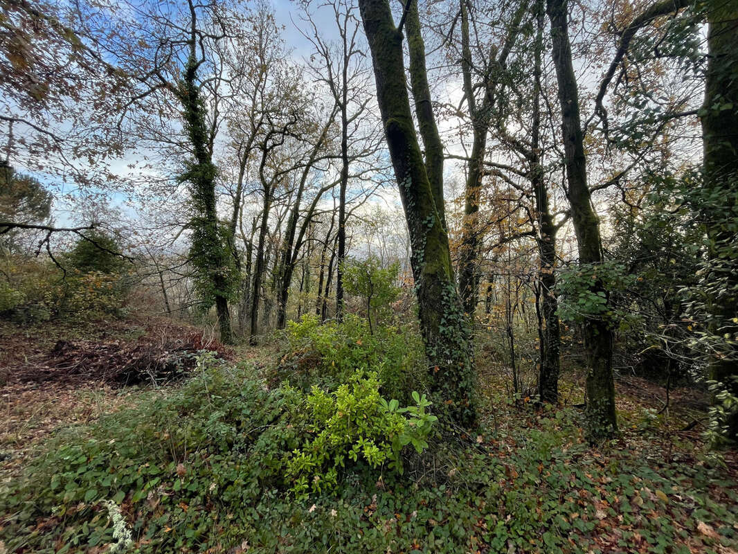 Terrain à BRIVE-LA-GAILLARDE