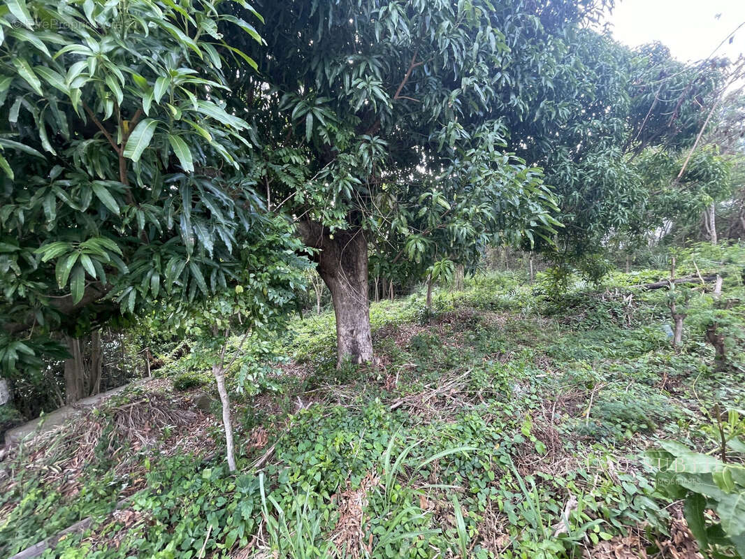 Terrain à GOURBEYRE