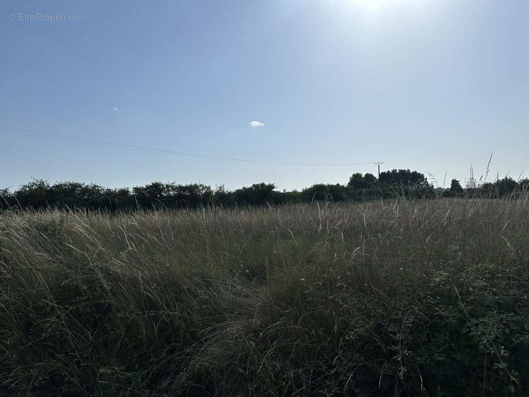 Terrain à LA COUR-MARIGNY