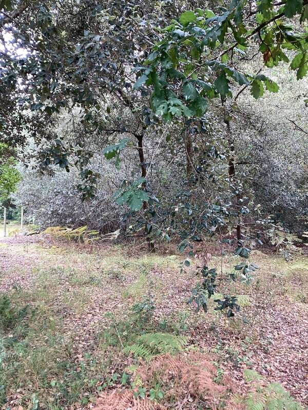 Terrain à LE VERDON-SUR-MER