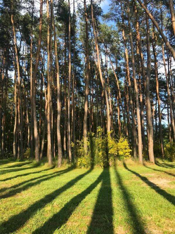 Maison à PRUNIERS-EN-SOLOGNE