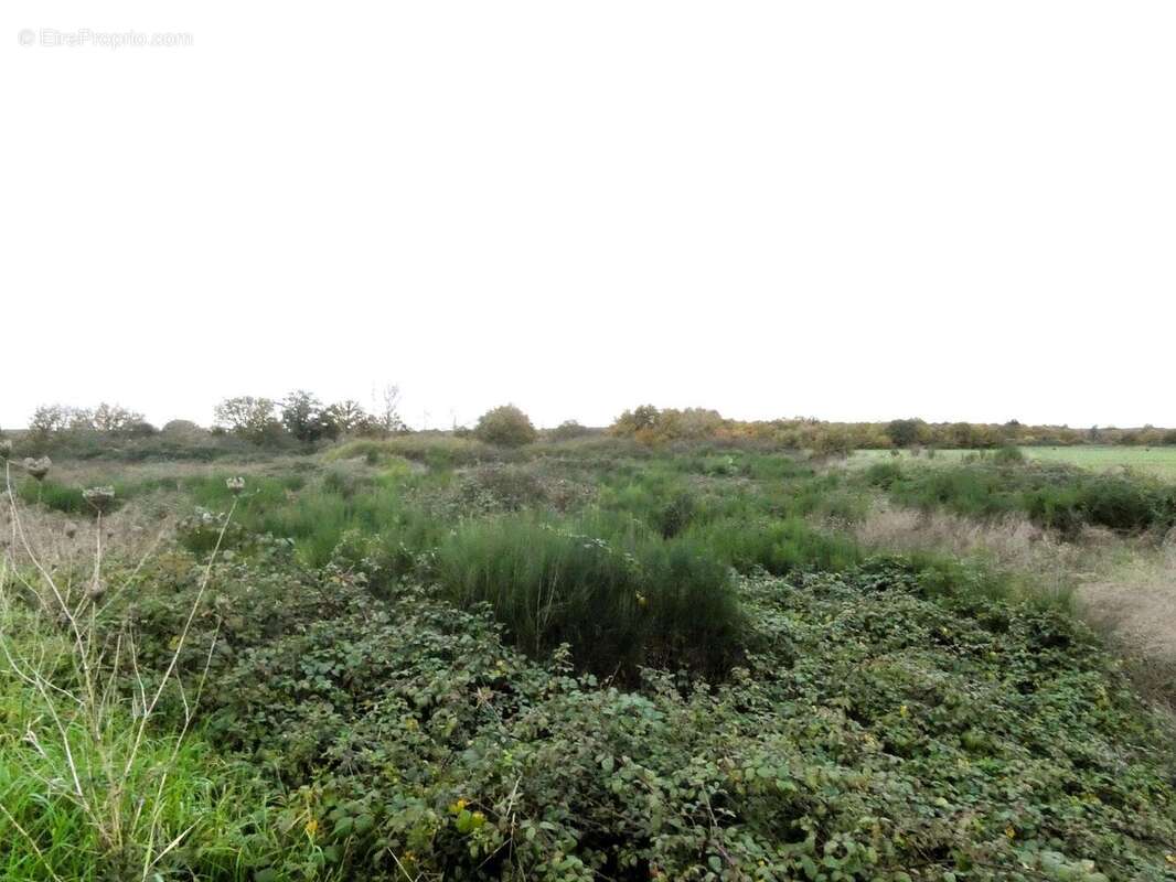 Terrain à NEUVY-EN-SULLIAS