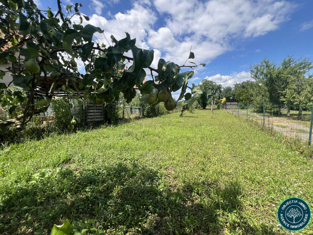 Terrain à WILLGOTTHEIM