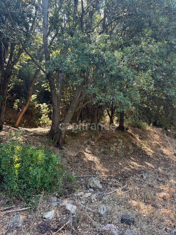 Terrain à vendre de 3 380 m² GALERIA (Corse) - photo 4