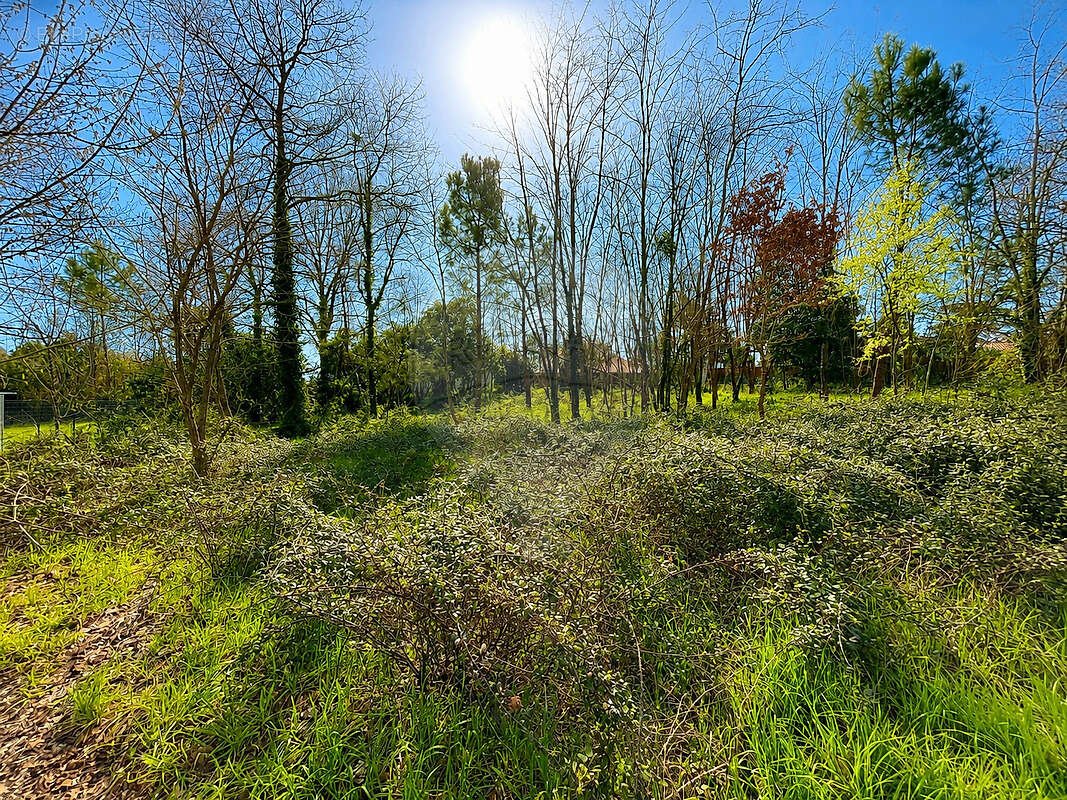 Terrain à LEOGNAN