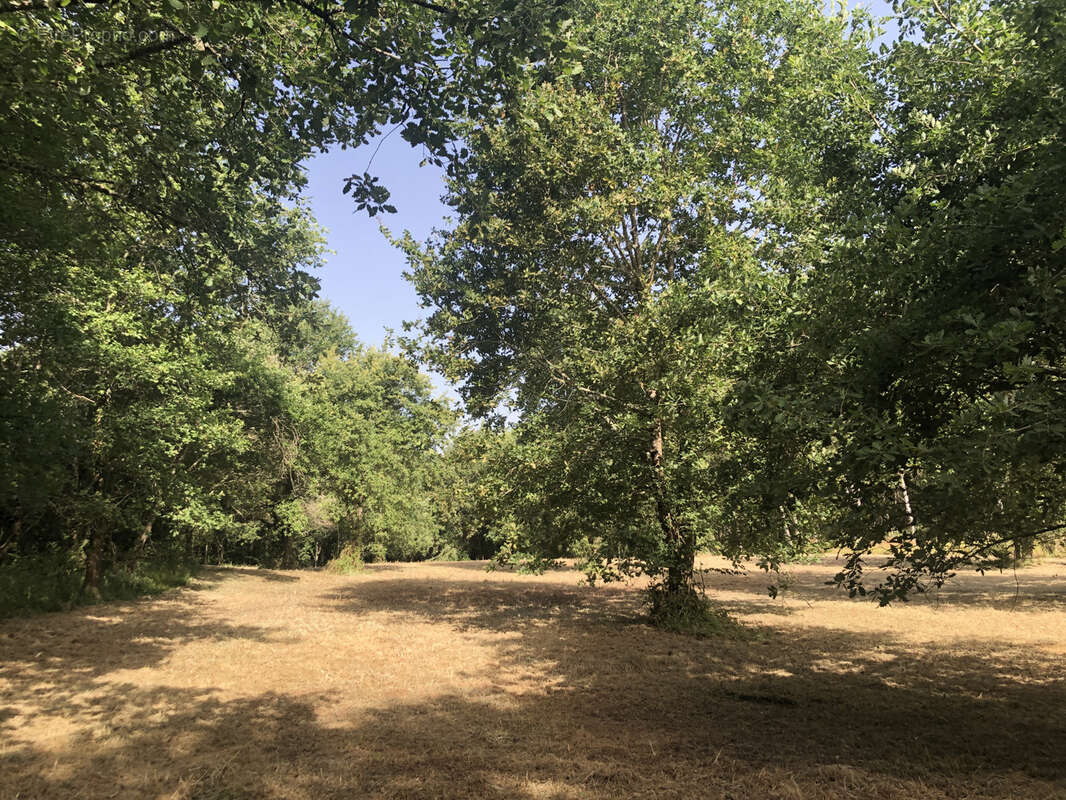 Terrain à CAZAUBON