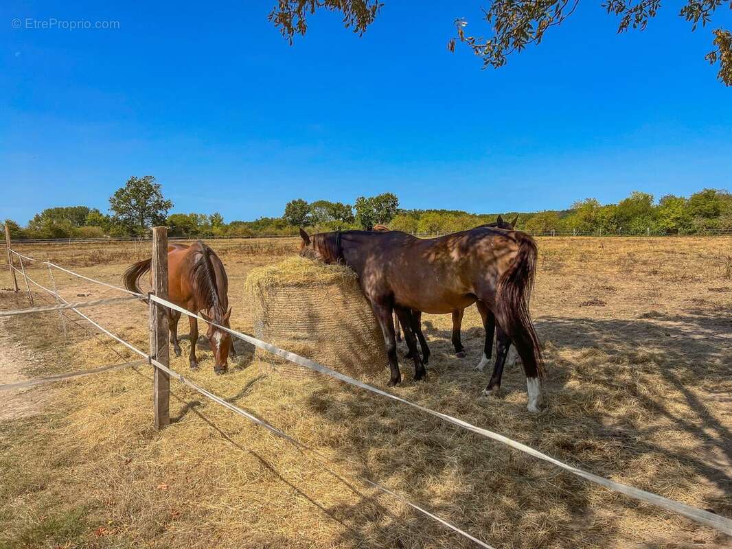 Appartement à MENESPLET