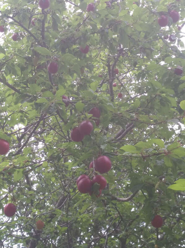 Terrain à VALMASCLE