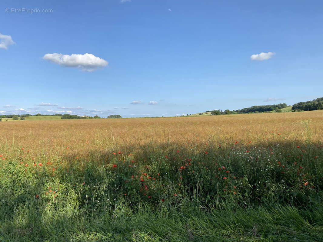 Terrain à LABASTIDE-BEAUVOIR