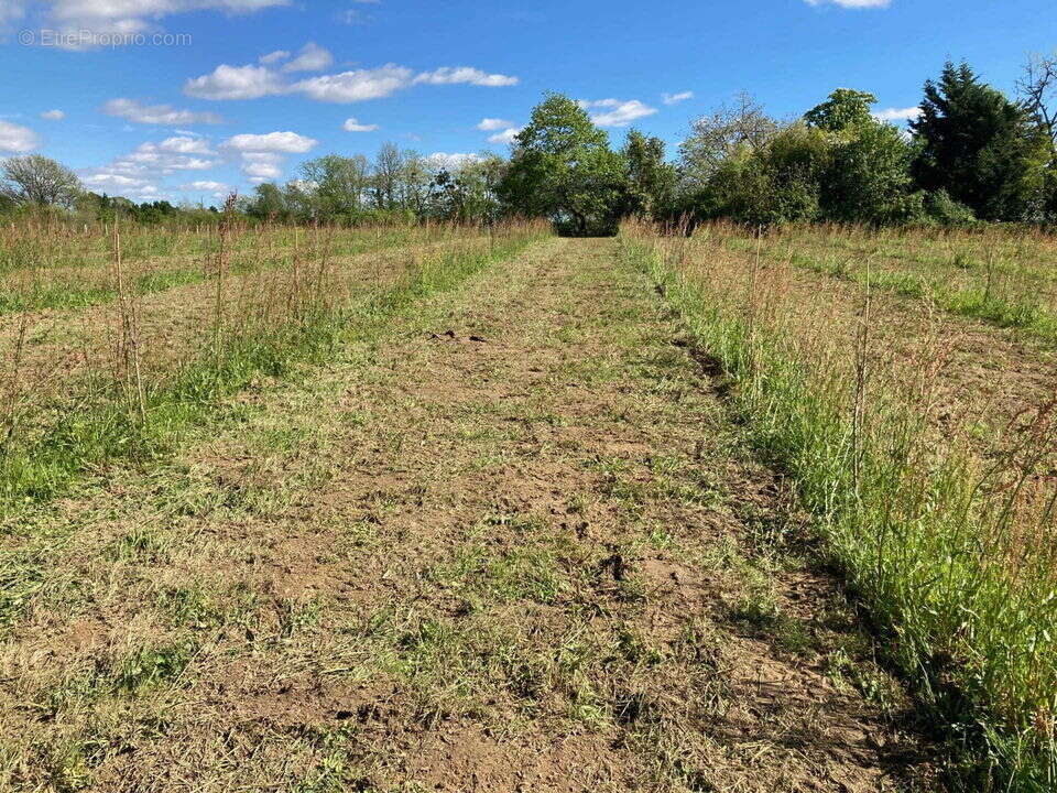 Ancienne Longère de Caractère  113,65 m²  sur 1,36 ha  Eauze - photo 27