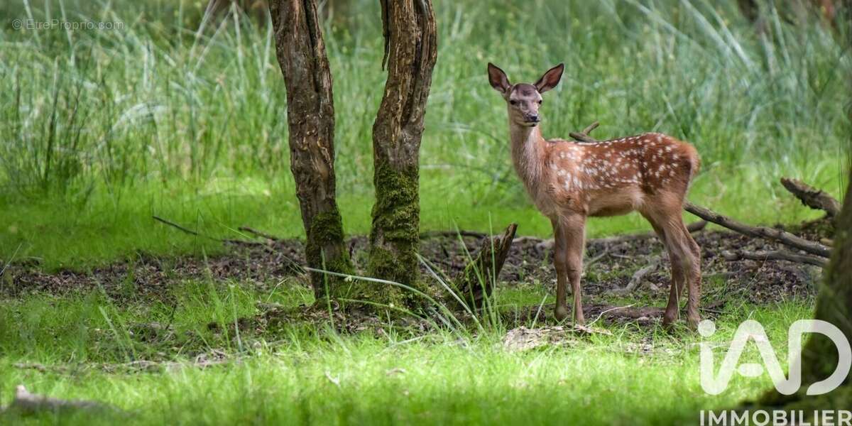 Photo 9 - Maison à ARDON