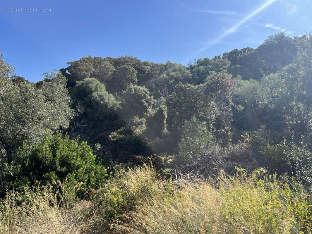 Terrain à FIGARI