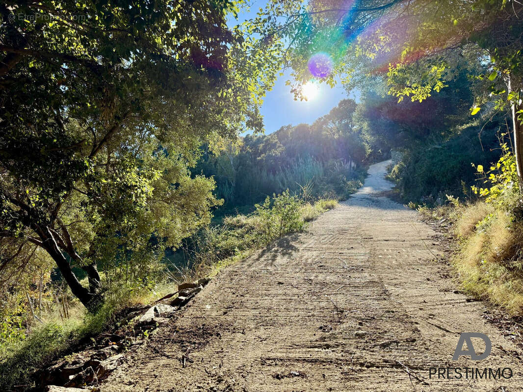 Terrain à SAN-MARTINO-DI-LOTA
