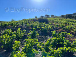Terrain à COLLIOURE