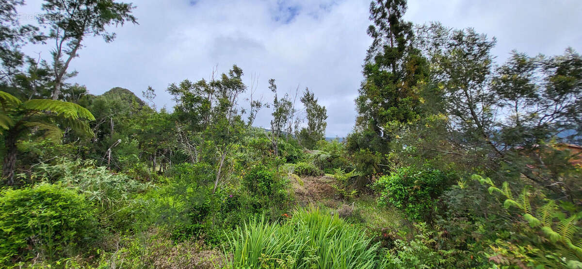 Photo 2 - Terrain à LA PLAINE-DES-PALMISTES