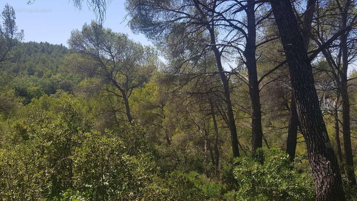 Exclusivite - terrain a vendre - la roque d'antheron - foret - photo 4