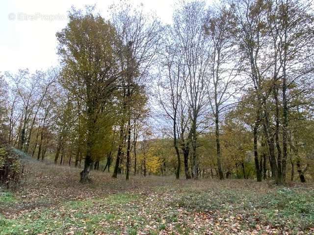 Terrain à SAINT-DENIS-CATUS