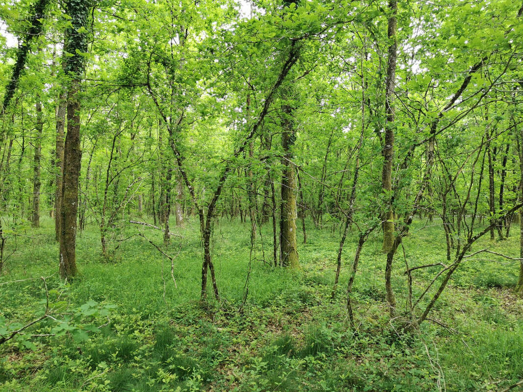 Terrain à SELLES-SAINT-DENIS
