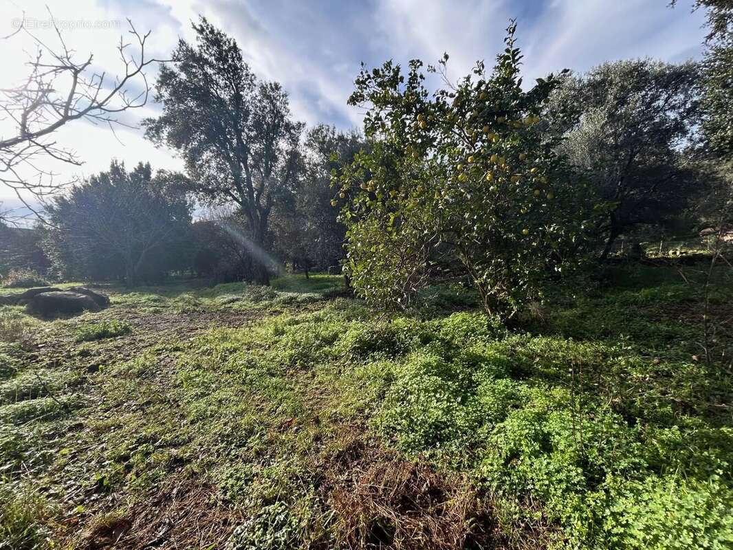 Terrain à PIETRACORBARA