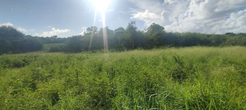 Terrain à SAINT-FRANCOIS