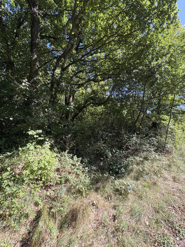 Terrain à YRONDE-ET-BURON