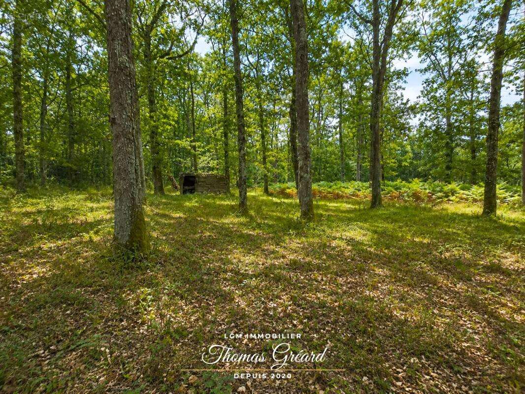Terrain de loisirs 19 969 m² avec étang de pêche à Mur-de-Sologne - photo 8