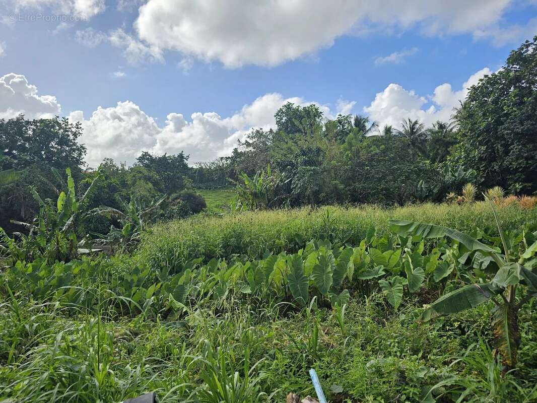 Terrain à SAINTE-MARIE