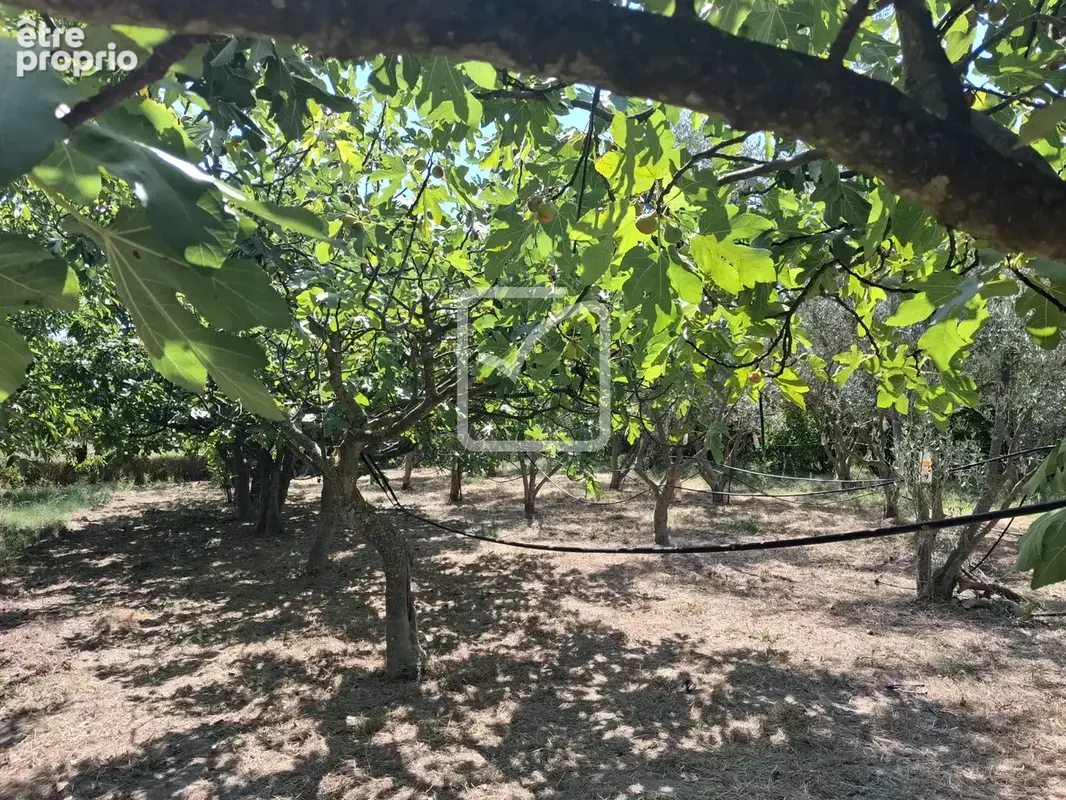 Terrain clos et arboré par de nombreux arbres fruitiers - photo 9