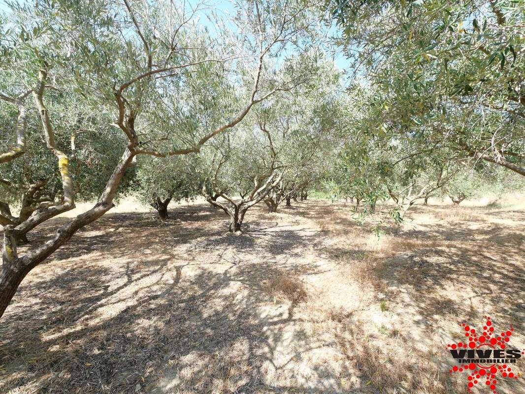 Exceptionnel : Truffière en production sur 2,2 hectares aux portes de Béziers - photo 9