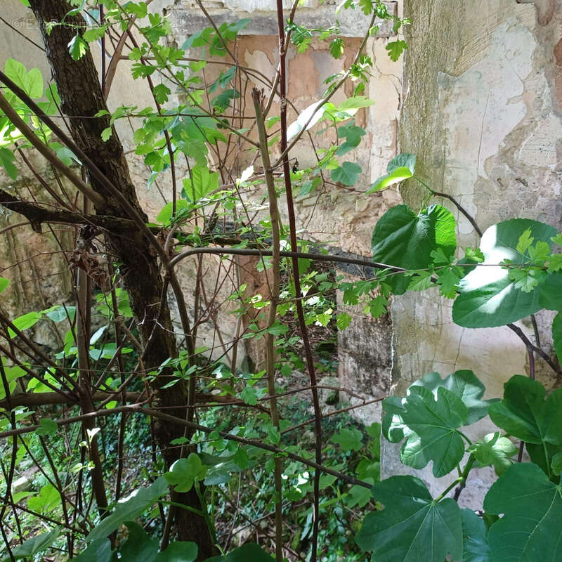Ancienne Maison de Maître terre et bois 6 Ha - photo 11