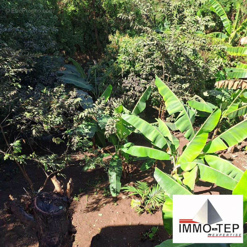 Maison à BASSE-TERRE