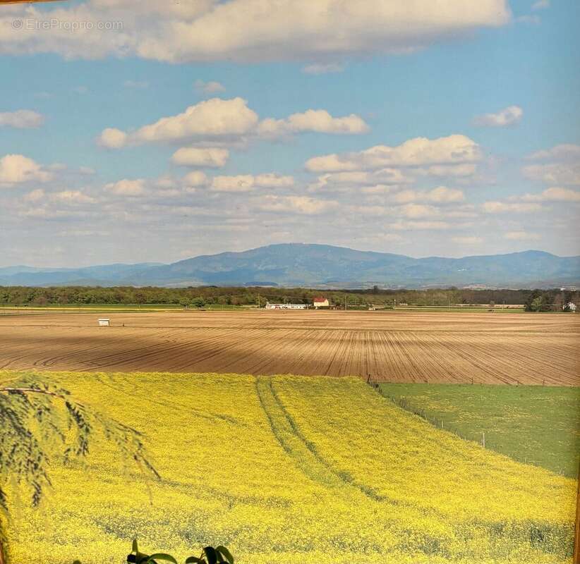 Terrain à DIETWILLER