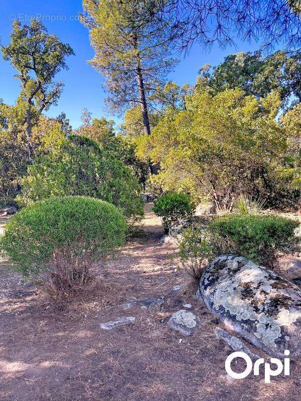 Terrain à PORTO-VECCHIO