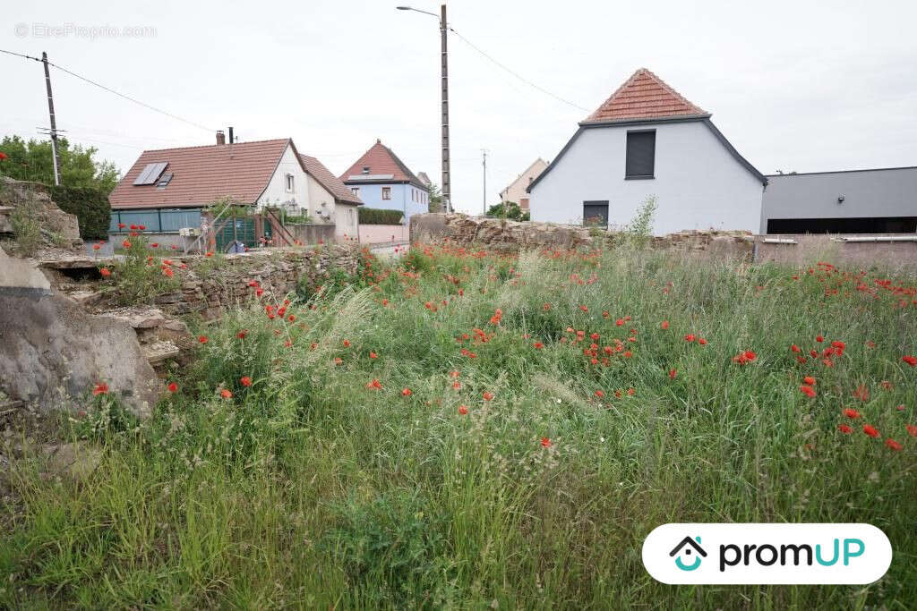 Terrain à HIRTZFELDEN