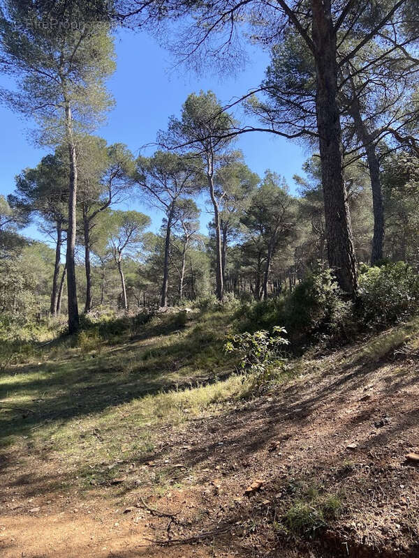 Maison T5 112m2 à vendre en forêt communale à Cabriès (13480)   Cadre idéal, calme absolu, nombreuses annexes. - photo 7