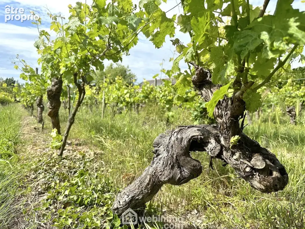 ... avec une parcelle de vignes.