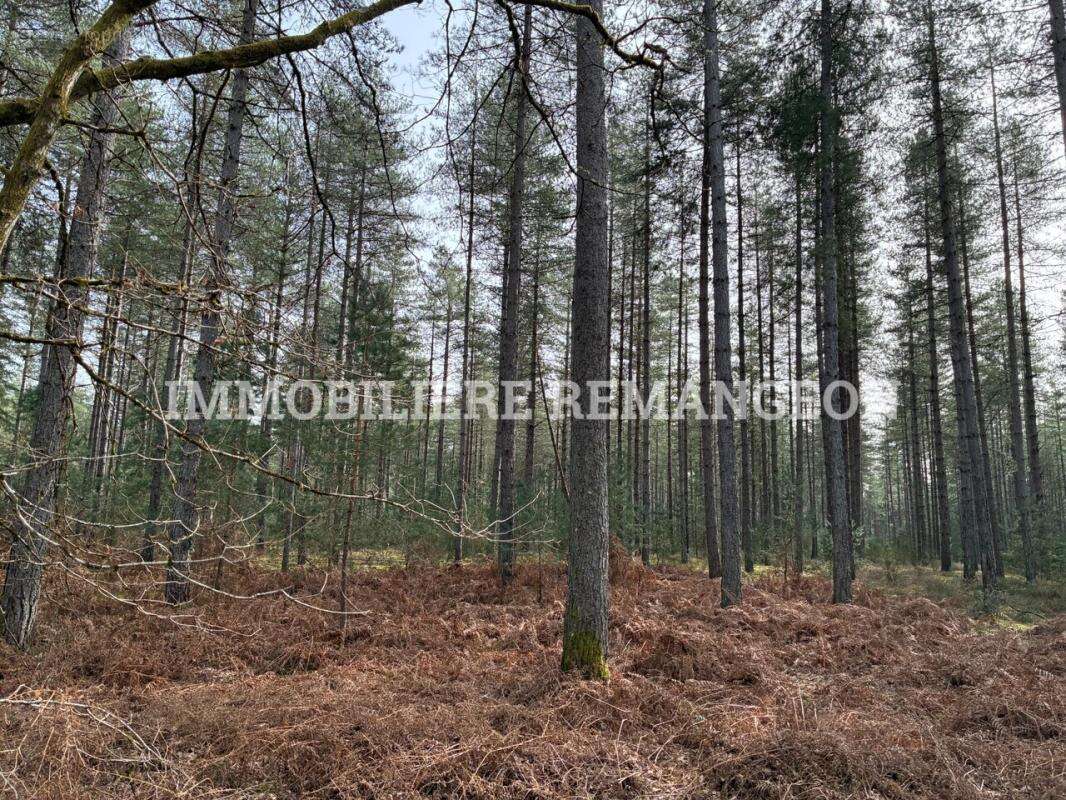 Maison à LAMOTTE-BEUVRON