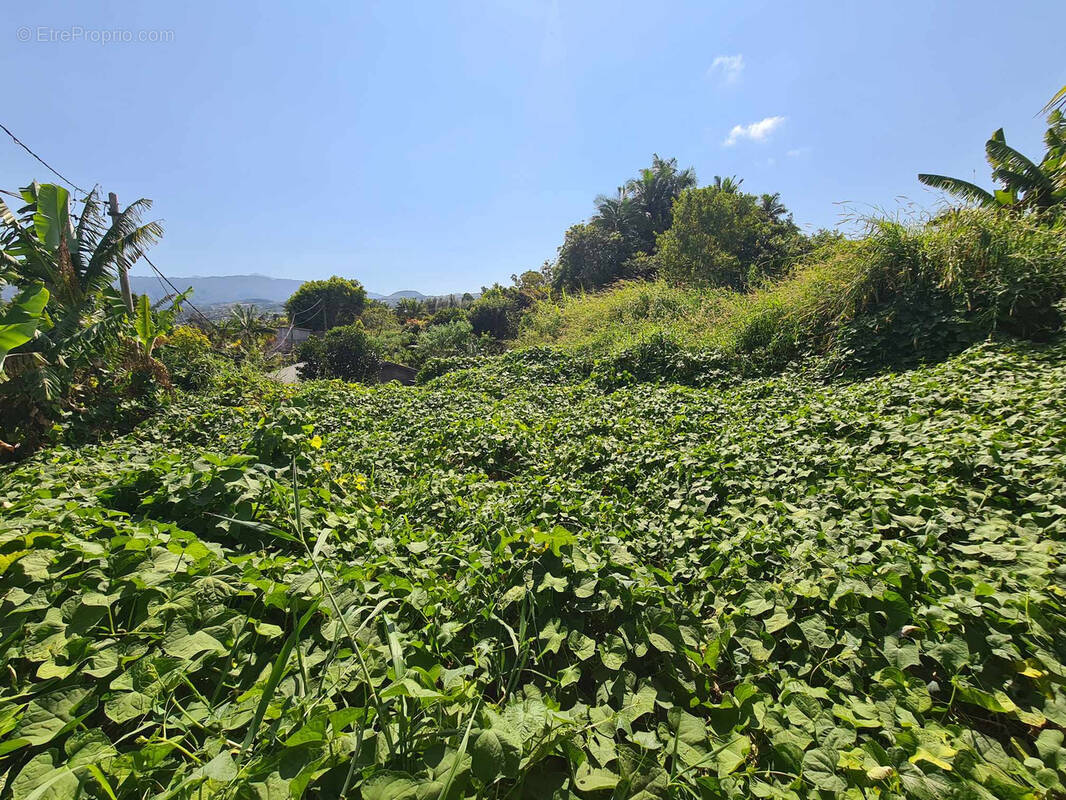 Terrain à LE TAMPON