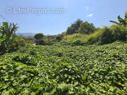 Terrain à LE TAMPON