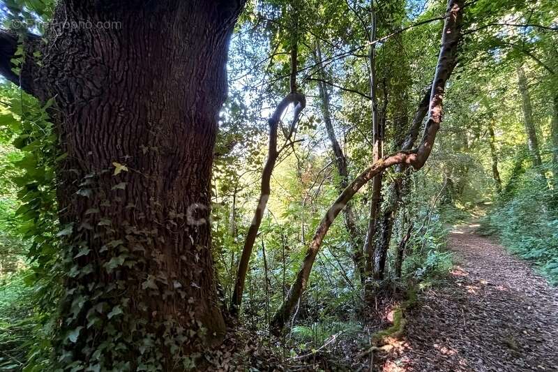 Terrain en zone naturelle et forestière boisé et fleuri de 4 880,00 m² proche de QUIMPER (29) - photo 3