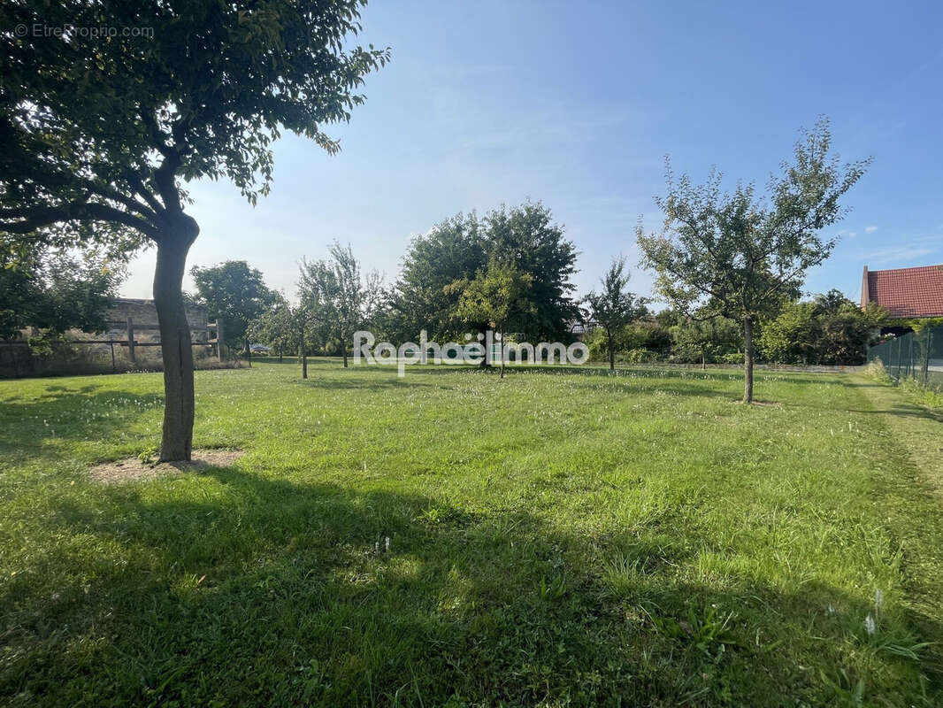 Terrain à SAESSOLSHEIM