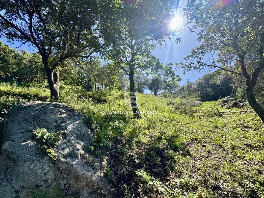 Terrain à MONTICELLO